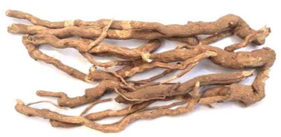 punarnava-root-boerhaavia-diffusa